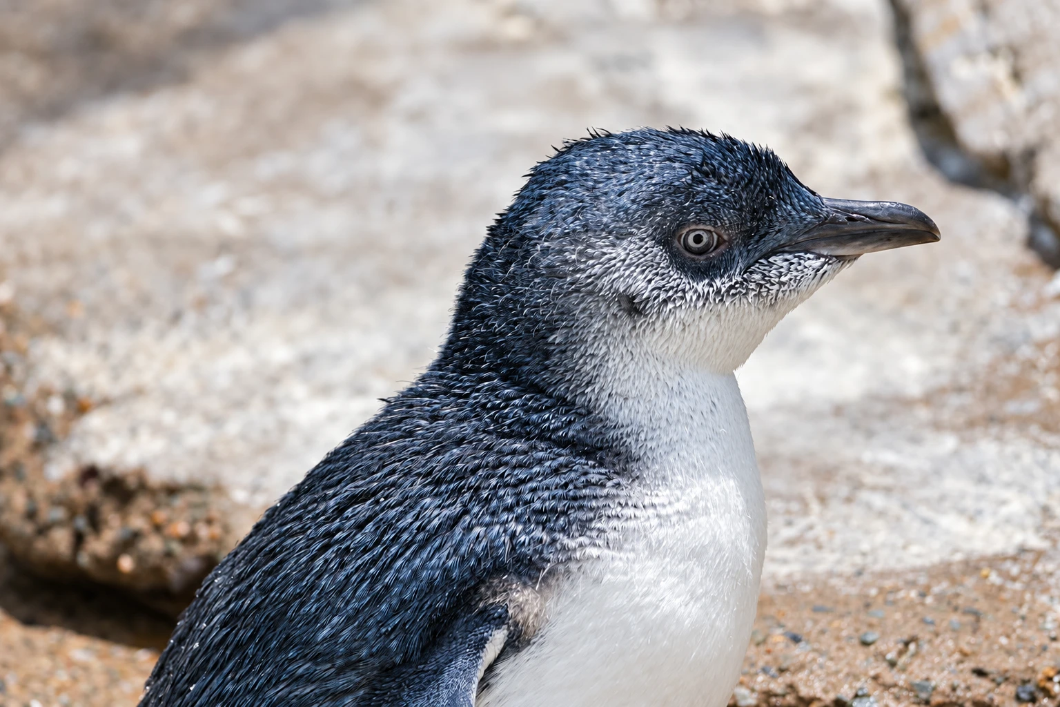 Little penguin 